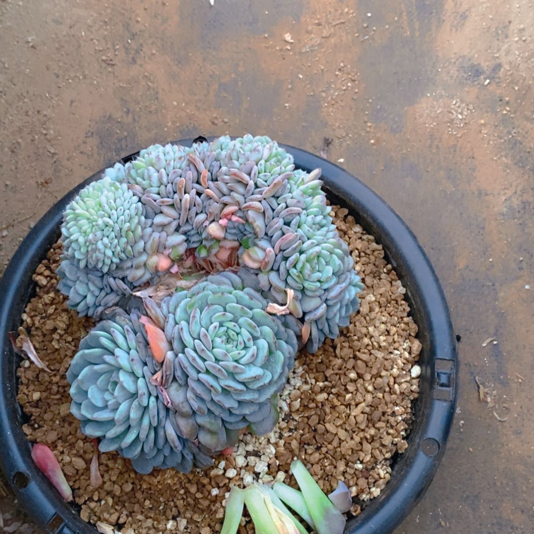 陈*白胖子缀化树