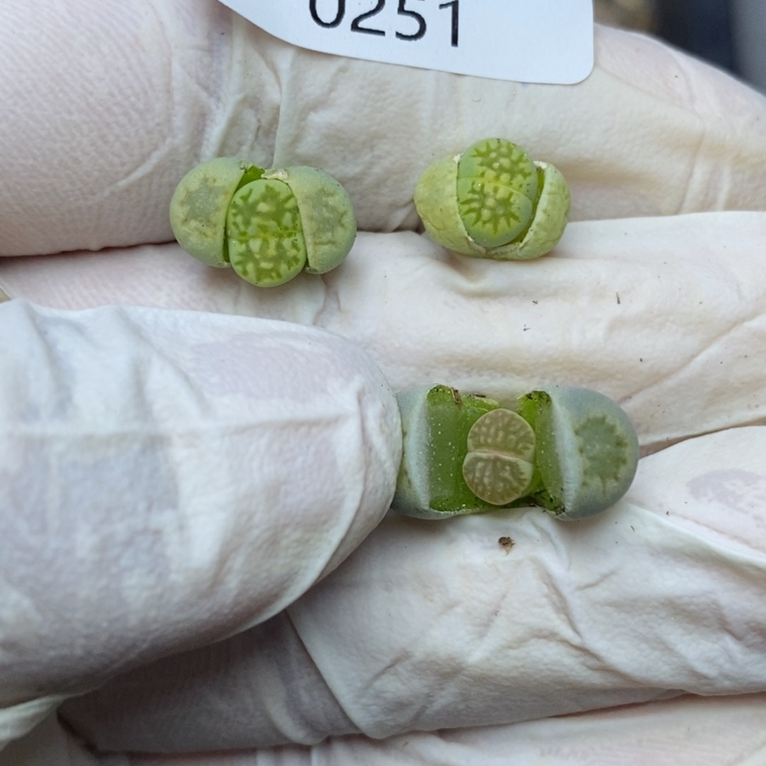 0251。零下拍保温。