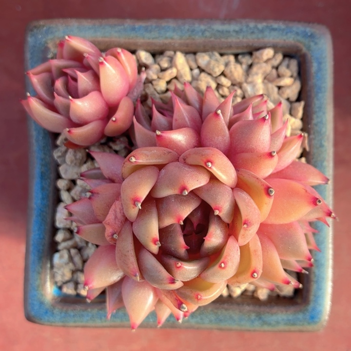 多肉植物 香槟玫瑰-4
