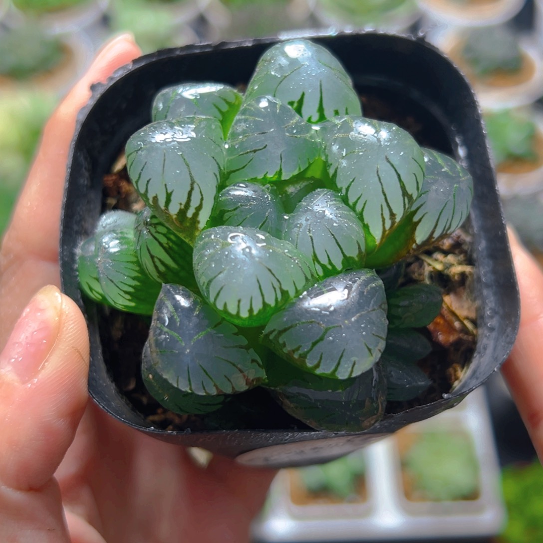 3822多肉植物一颗多肉