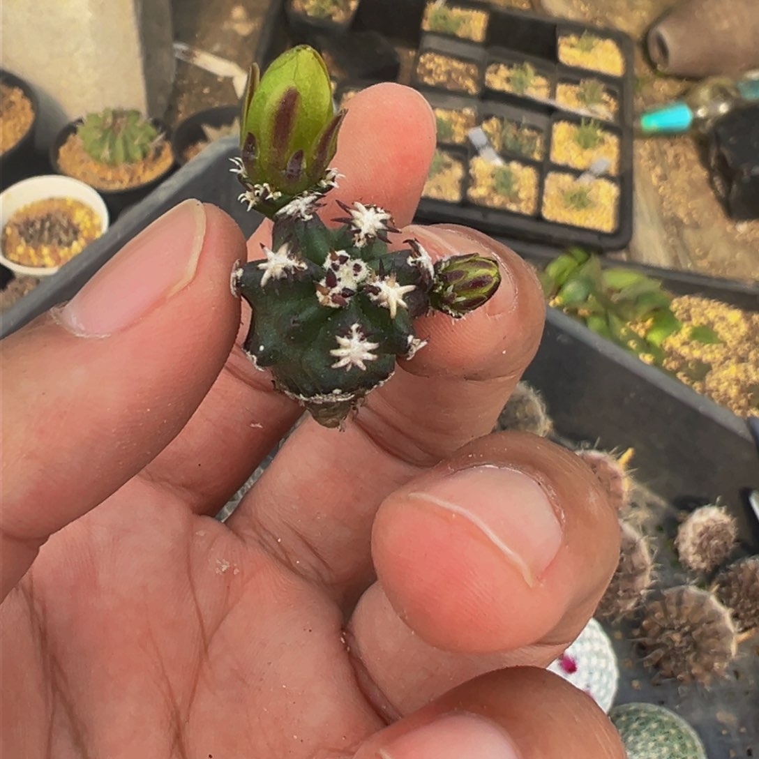 维**贝短豪刺青花虾实生根