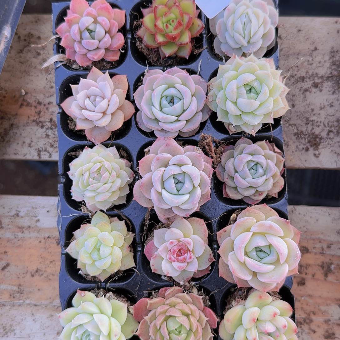 直播一物一拍多肉12