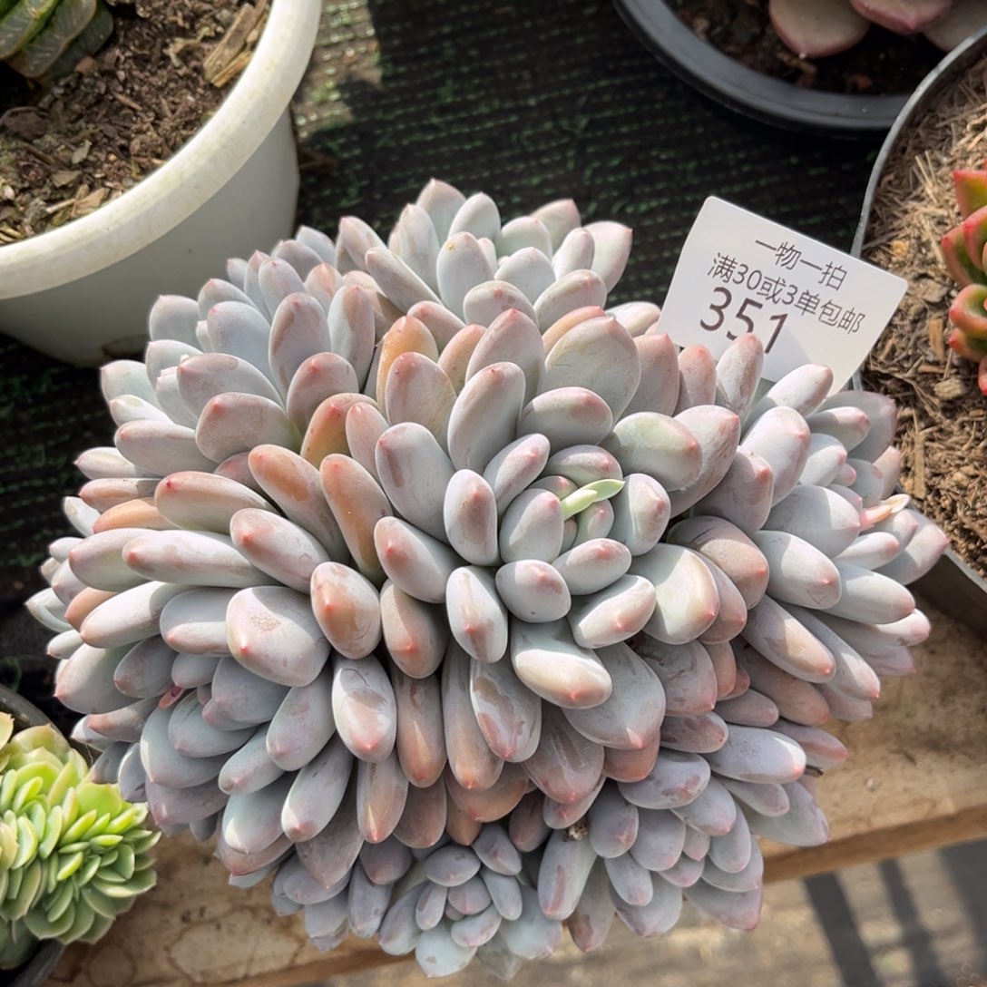 351桃白拉多肉植物……