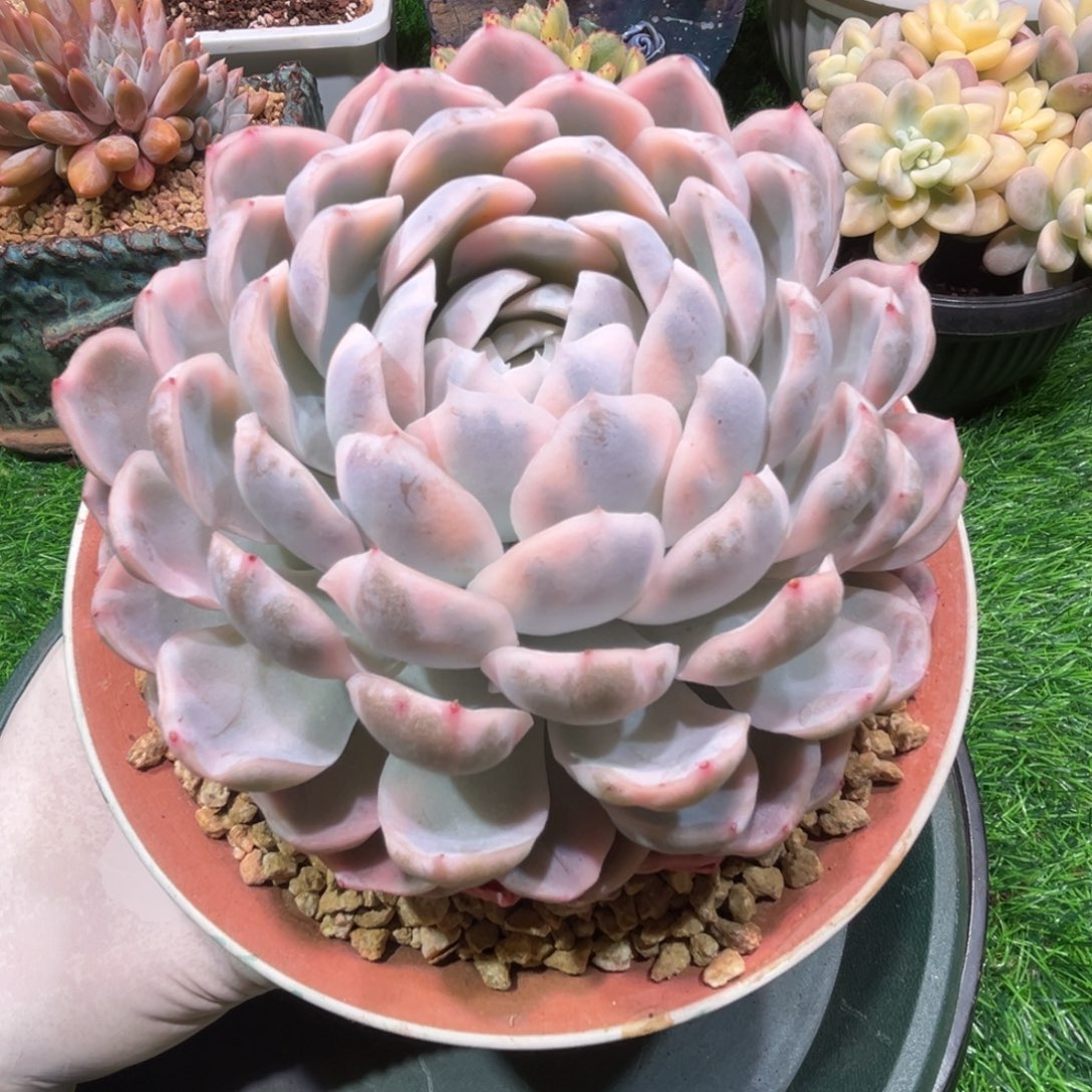 雪球锦，一物一拍 