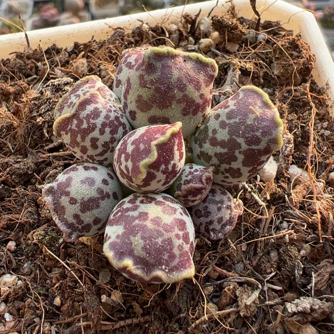 达摩海豹多头纯木质桩多肉