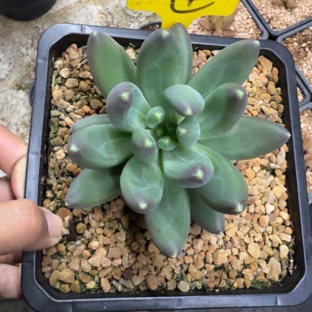 迷雾森林 单头 一物一拍