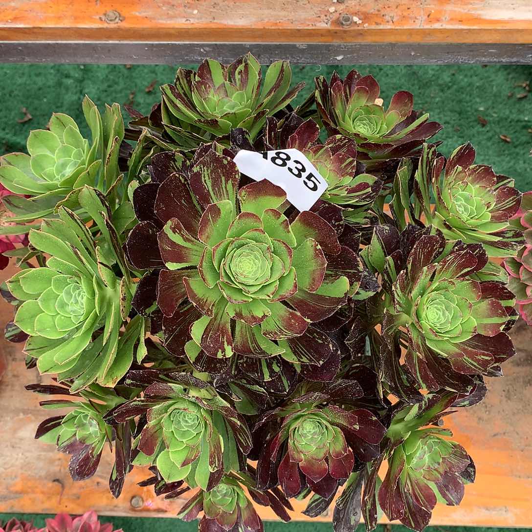 成****?835圆叶拉丝花脸多肉植物