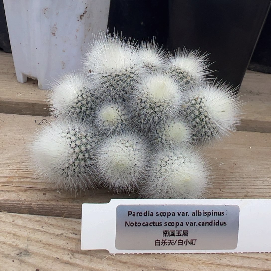 370实生根多肉植物裸根发货