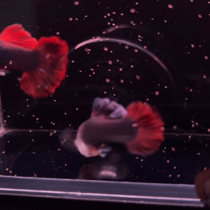 孔雀鱼爆绒折扇1对