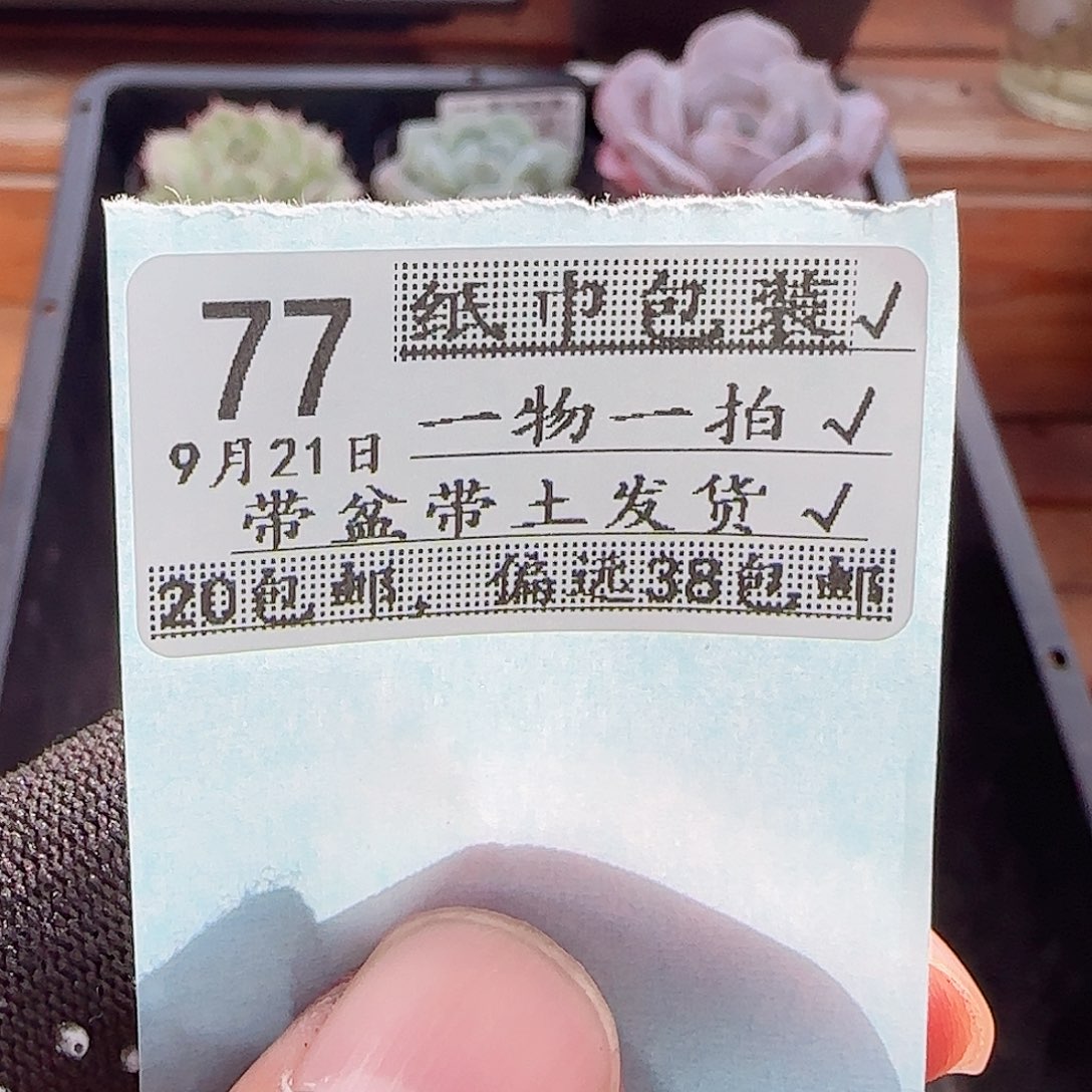 ？***多肉0921--77气吹一个