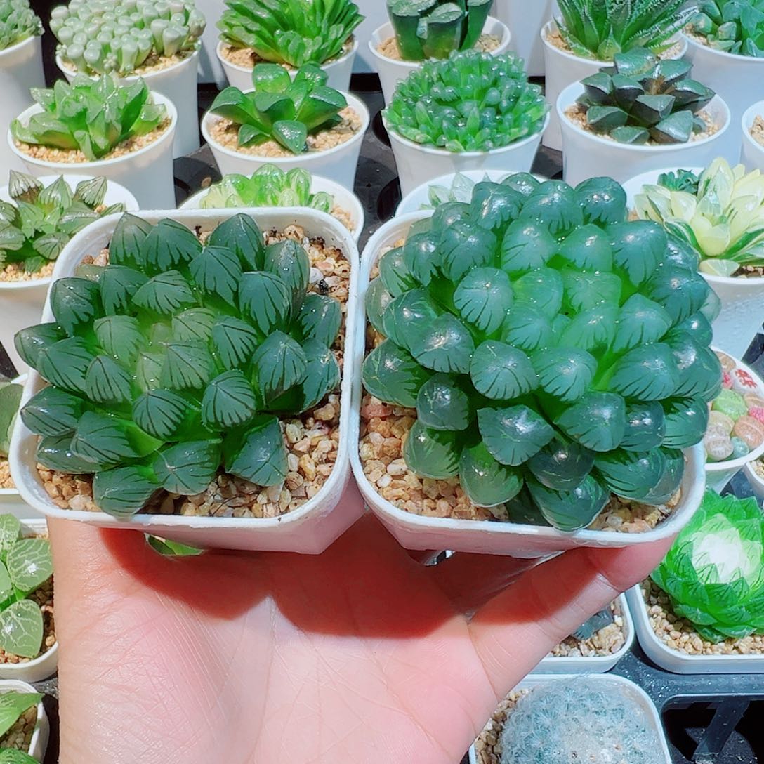 组合姬玉露、黑姬玉露