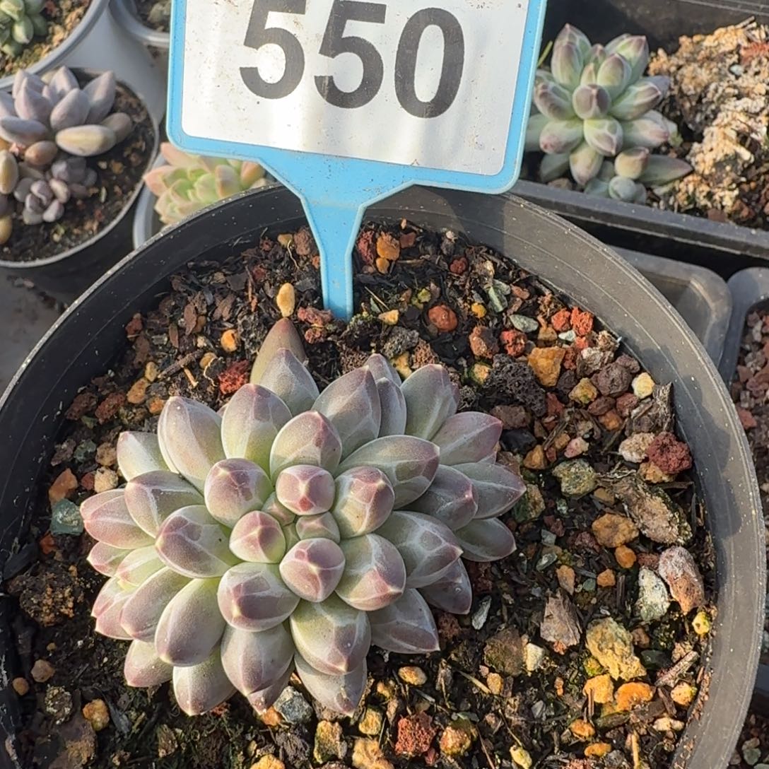 申公豹一物一拍550