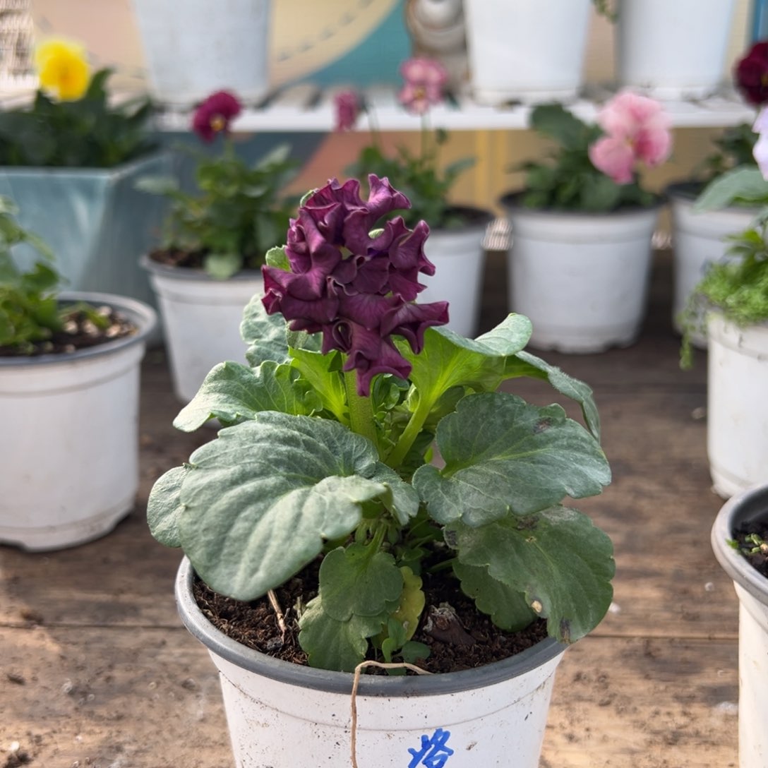 【闪购商品】完全开放423号