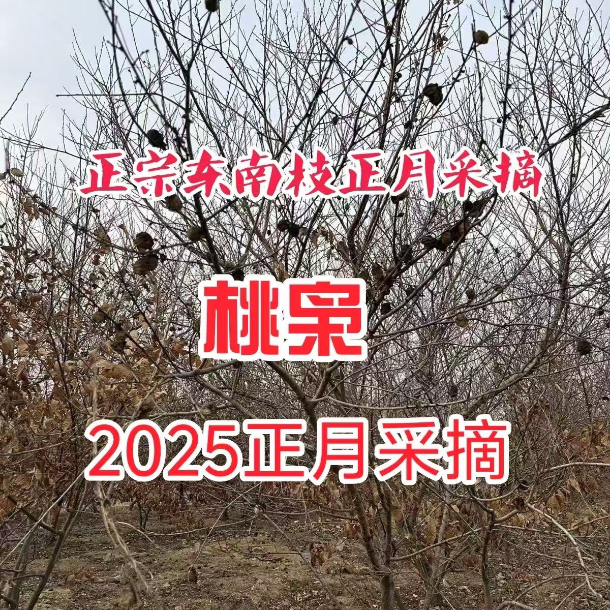 【正月桃枭】秦岭山脉野生桃枭，东南枝经冬不落