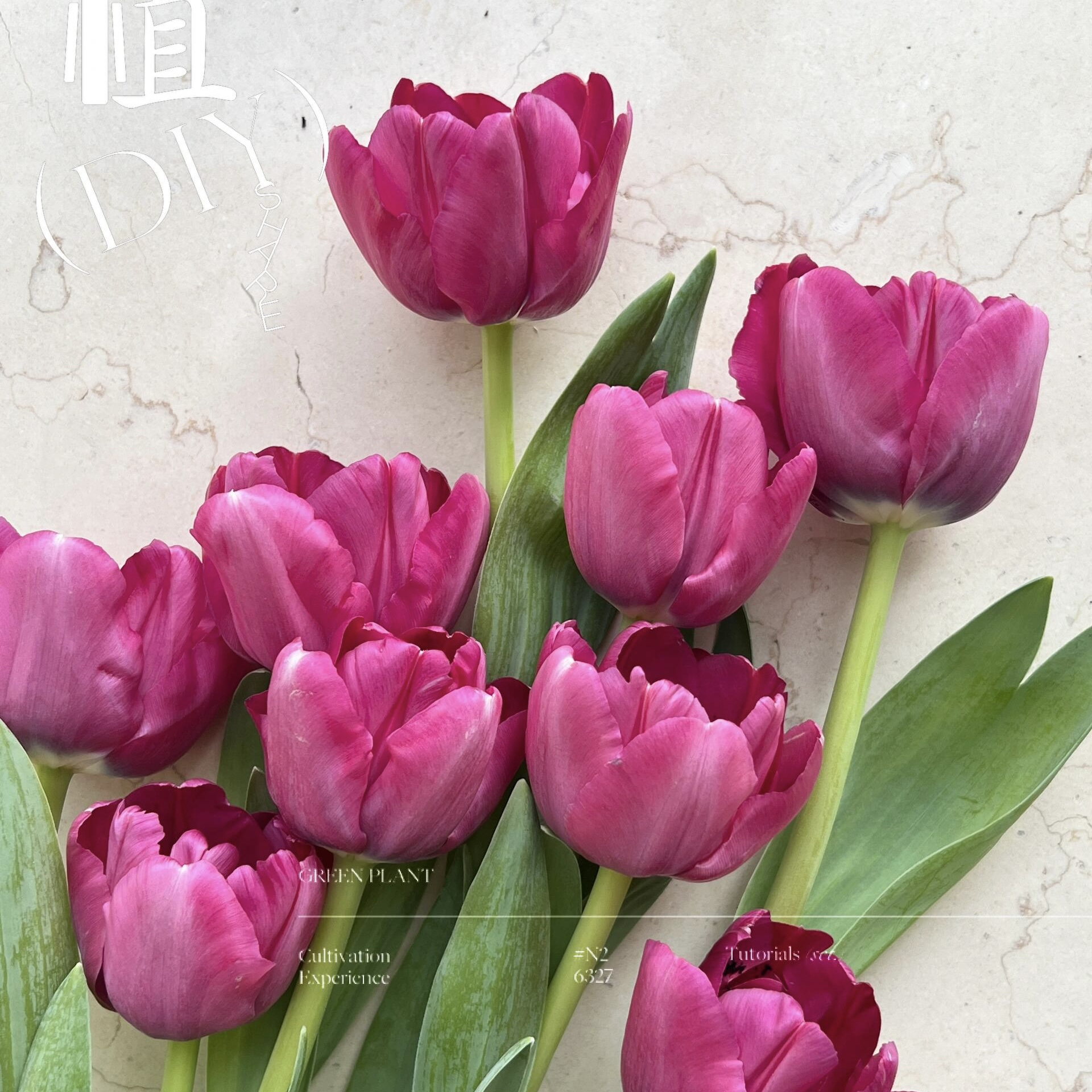 波尔多郁金香花卉鲜花水养单瓣带包装醒花勤剪根部防止弯头