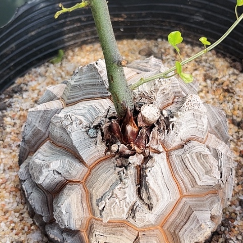潮流植物优选南非龟，