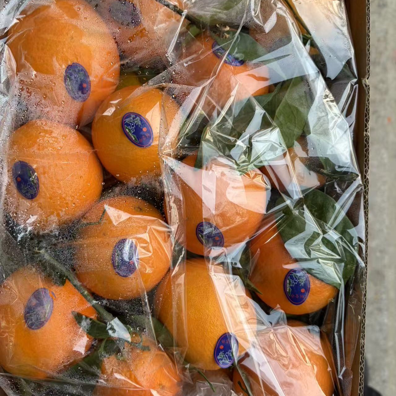 （需到店自提）赣南脐橙1箱（毛重10斤左右）