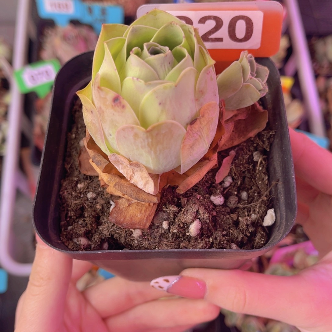 单品一物一拍220号
