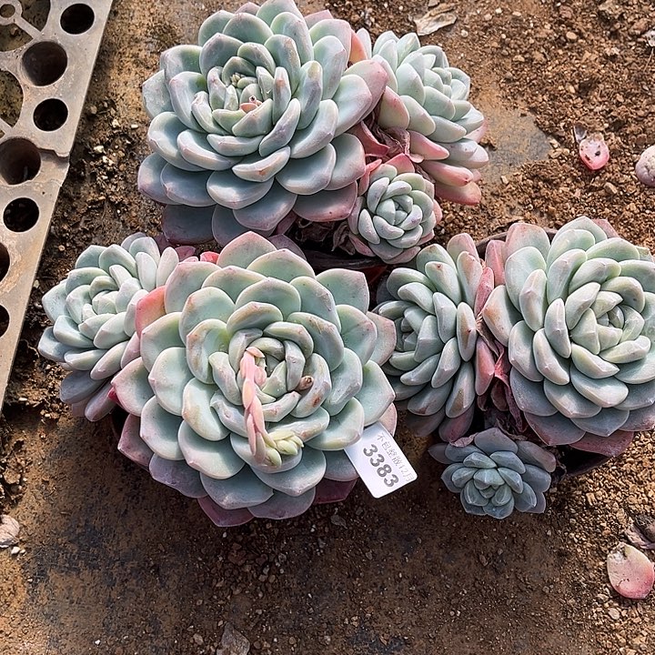 阿雅园艺。     3383三颗