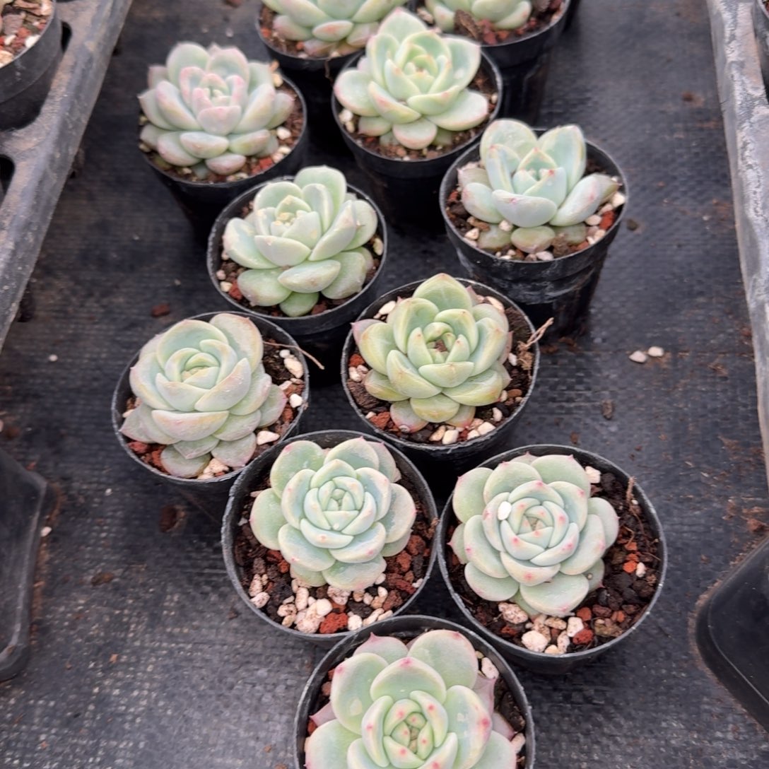 18-35宽叶珍妮五颗量拍左五