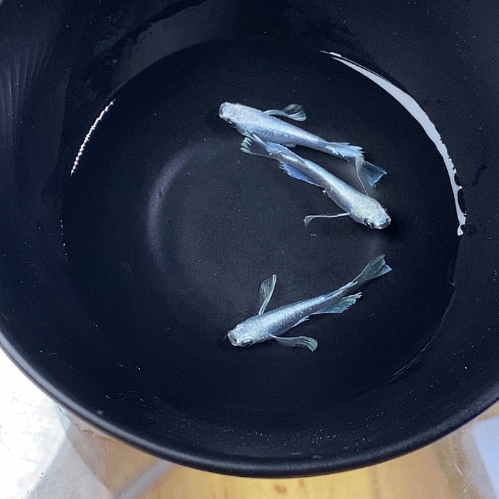 青鳉鱼长天3条3号