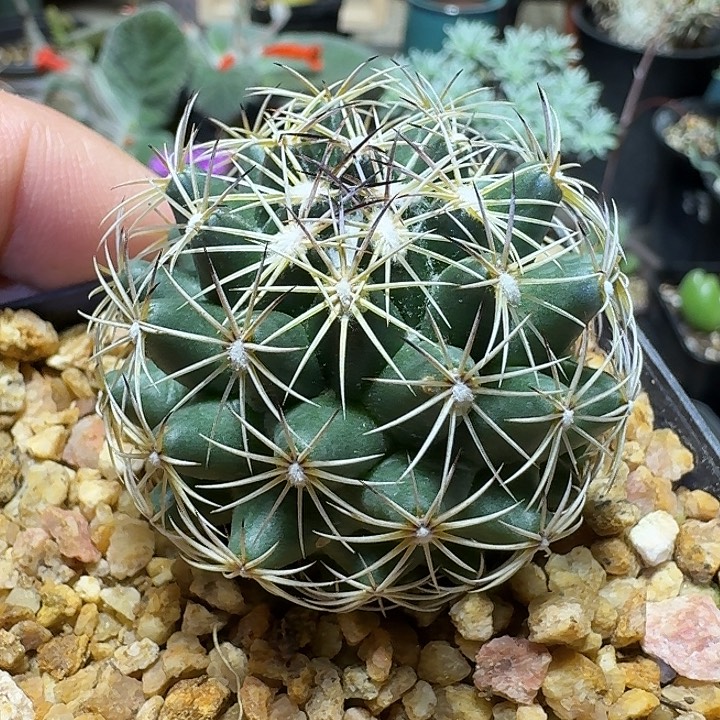 373蛇牙玉脱土发货
