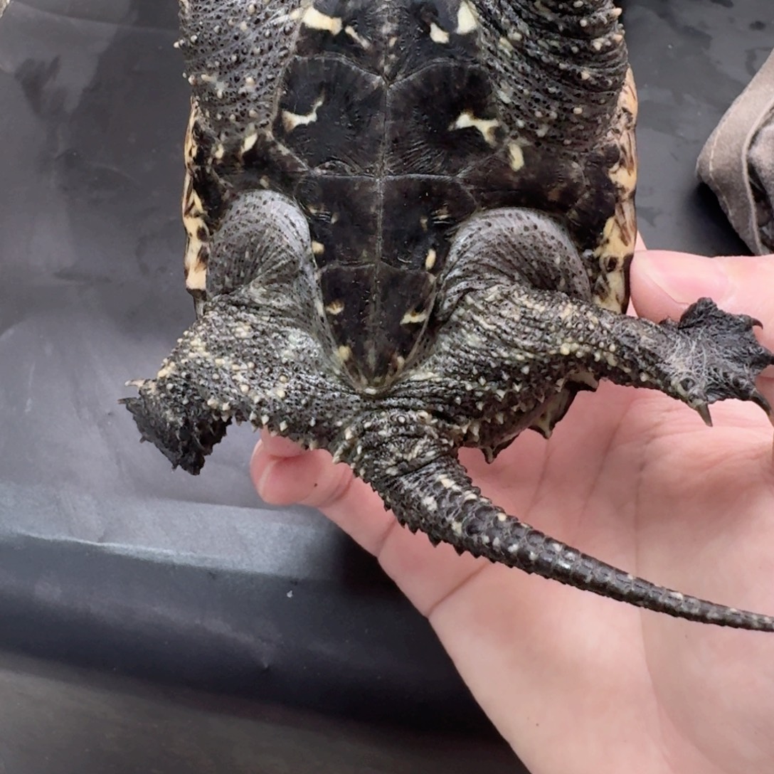 宠物龟不分公母111