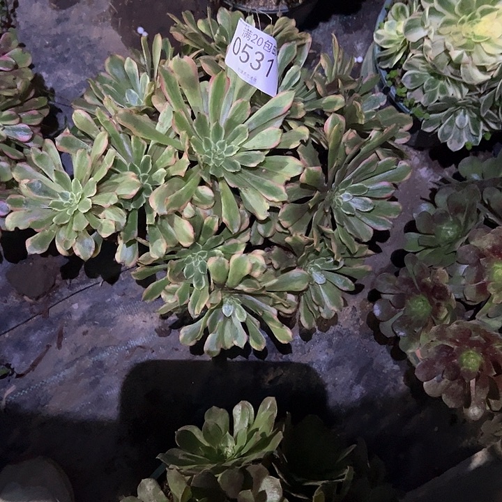 0531花脸粉黛多肉植物