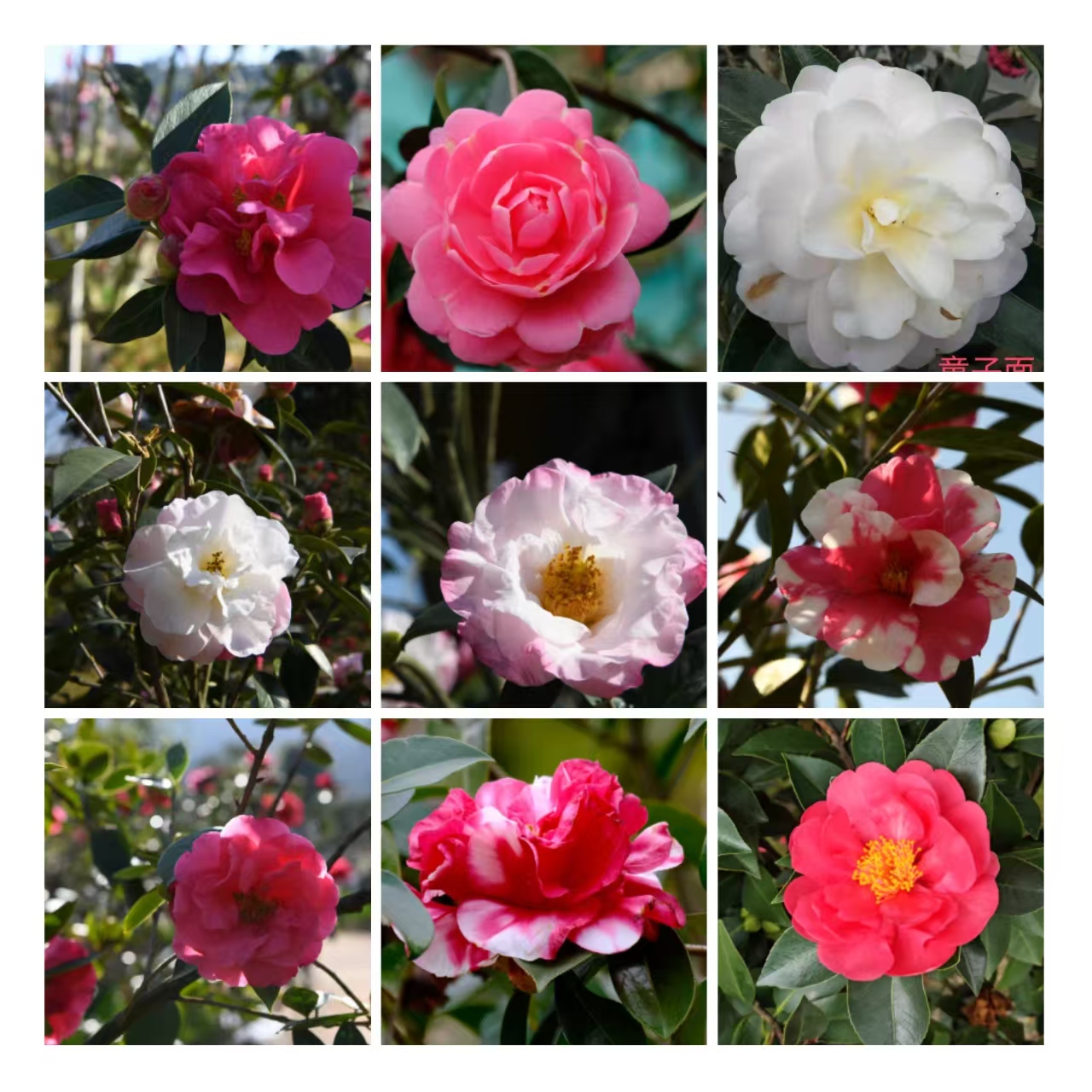 云南山茶花直播间专属链接（私自拍下无效）