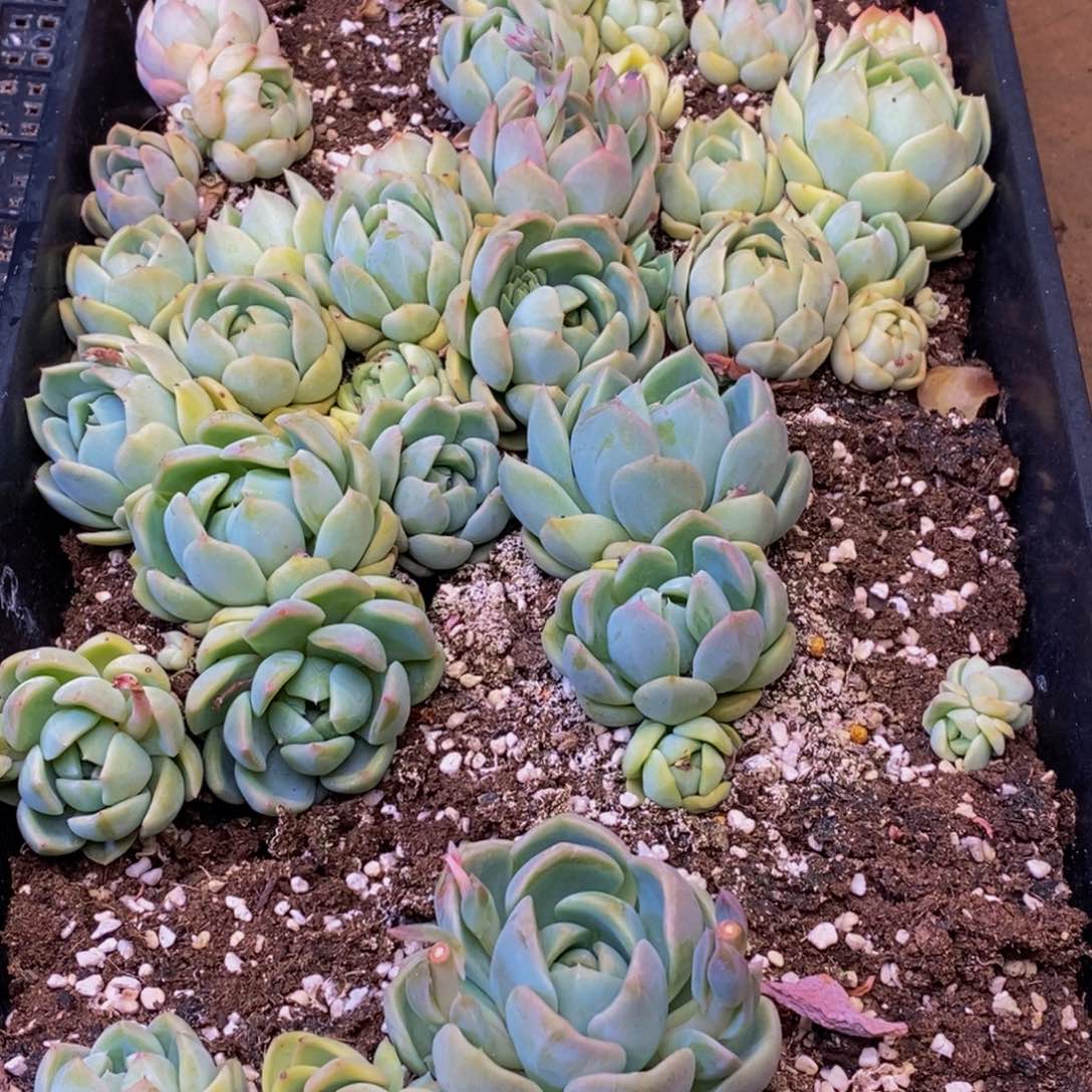 690脱土多肉植物保护研究所所长