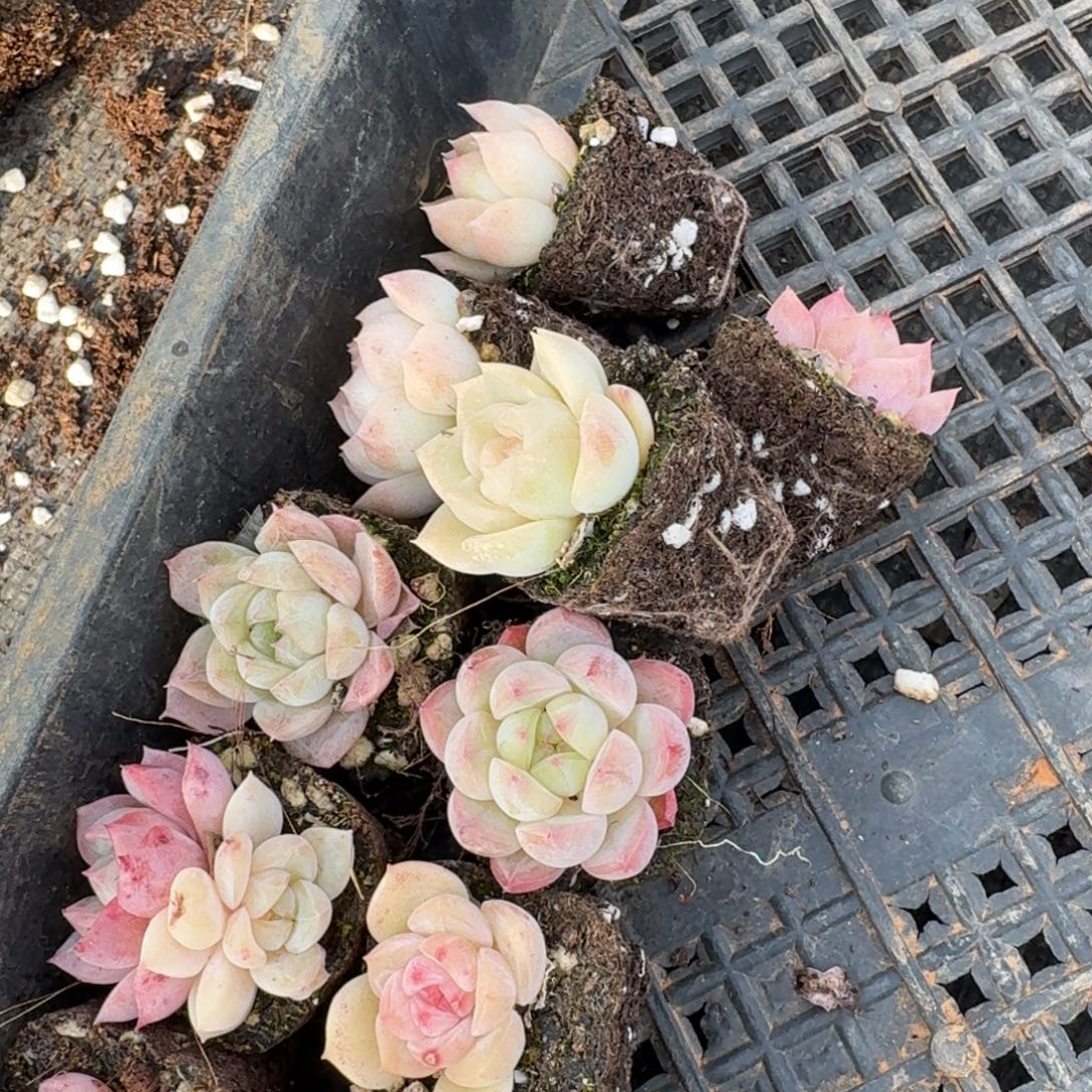 4-15小珍妮带颜色35颗量拍发货