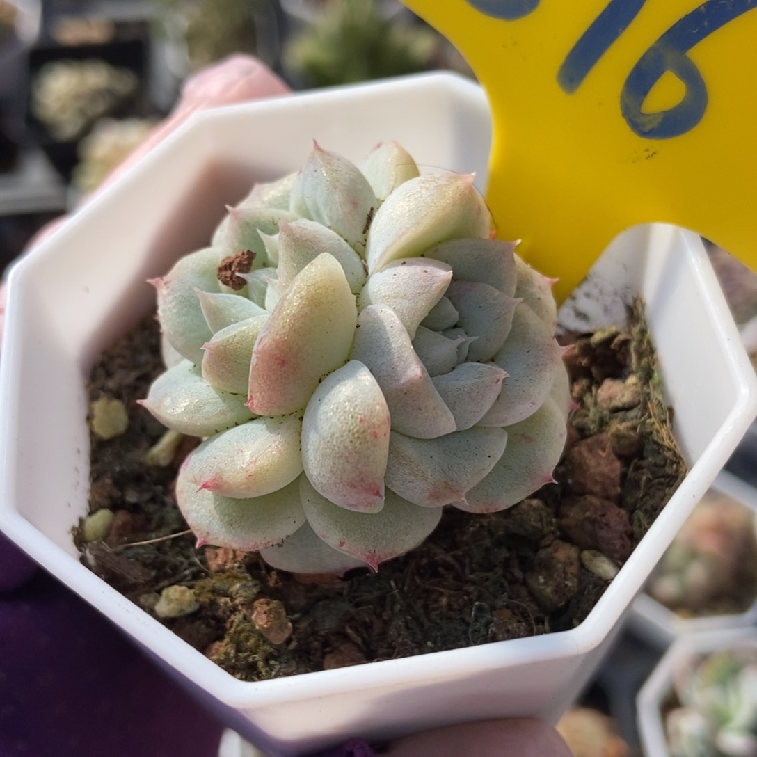 896二八石化多肉植物保护