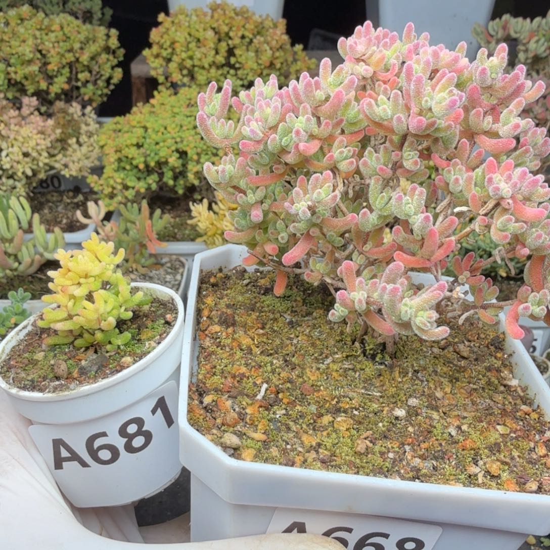 *****A668红冰晶681糖球3号锦