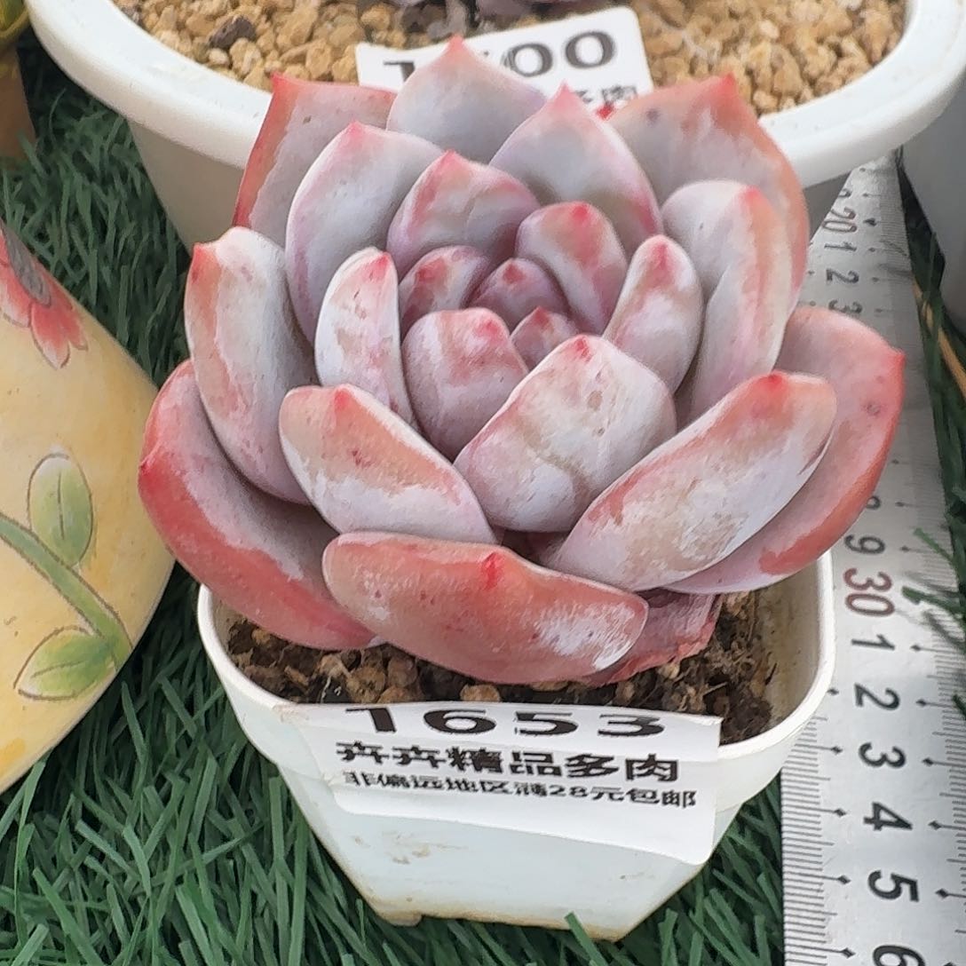 非偏远地区满28元包邮