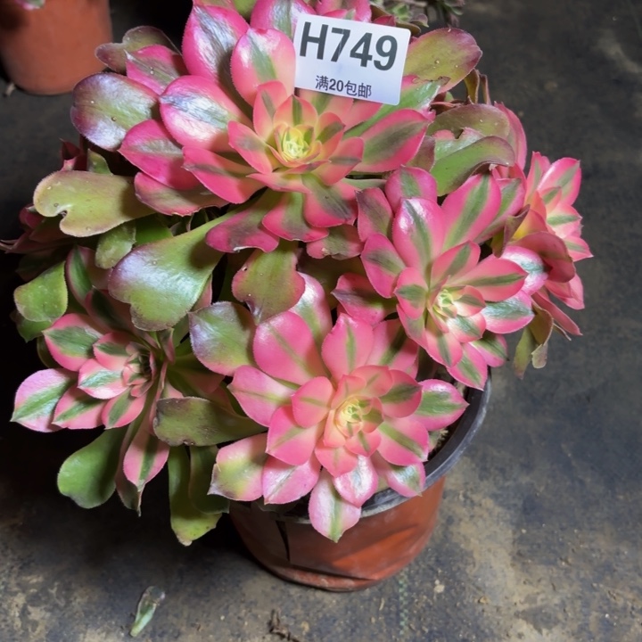 瑞妈。。。。。。749。香妃，