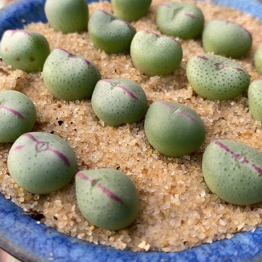 2616爱心少将一组。   