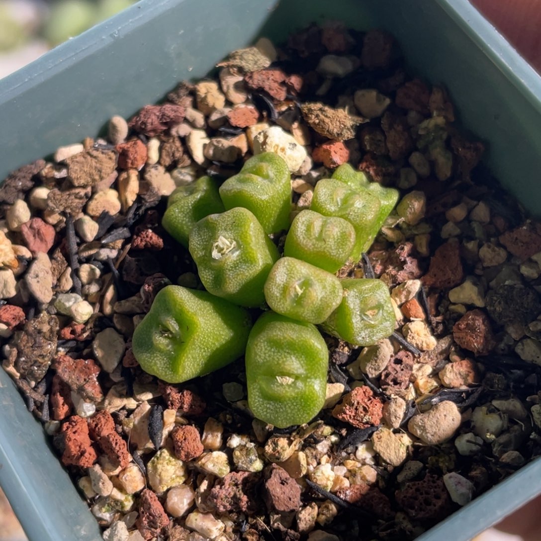 方糖植物一物一拍