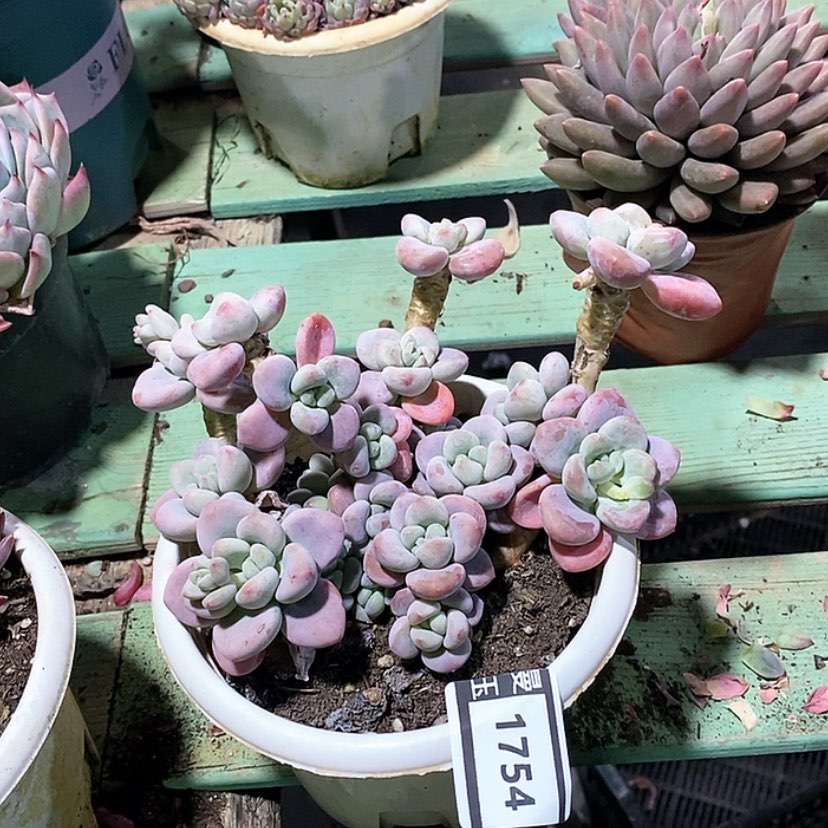 【闪购商品】红洛神1754