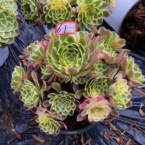 粉体海王老桩捧花61