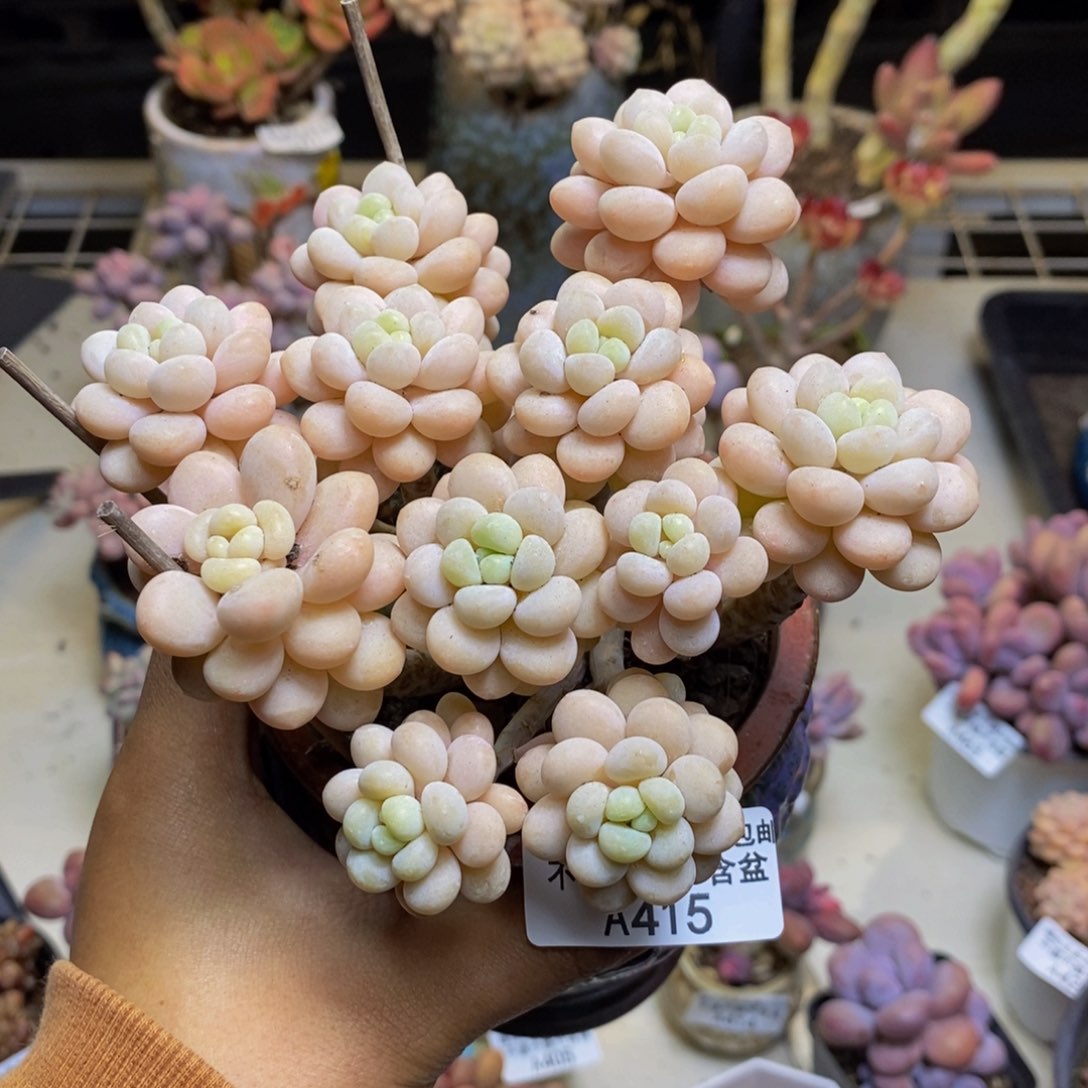415洛可可多肉9c m