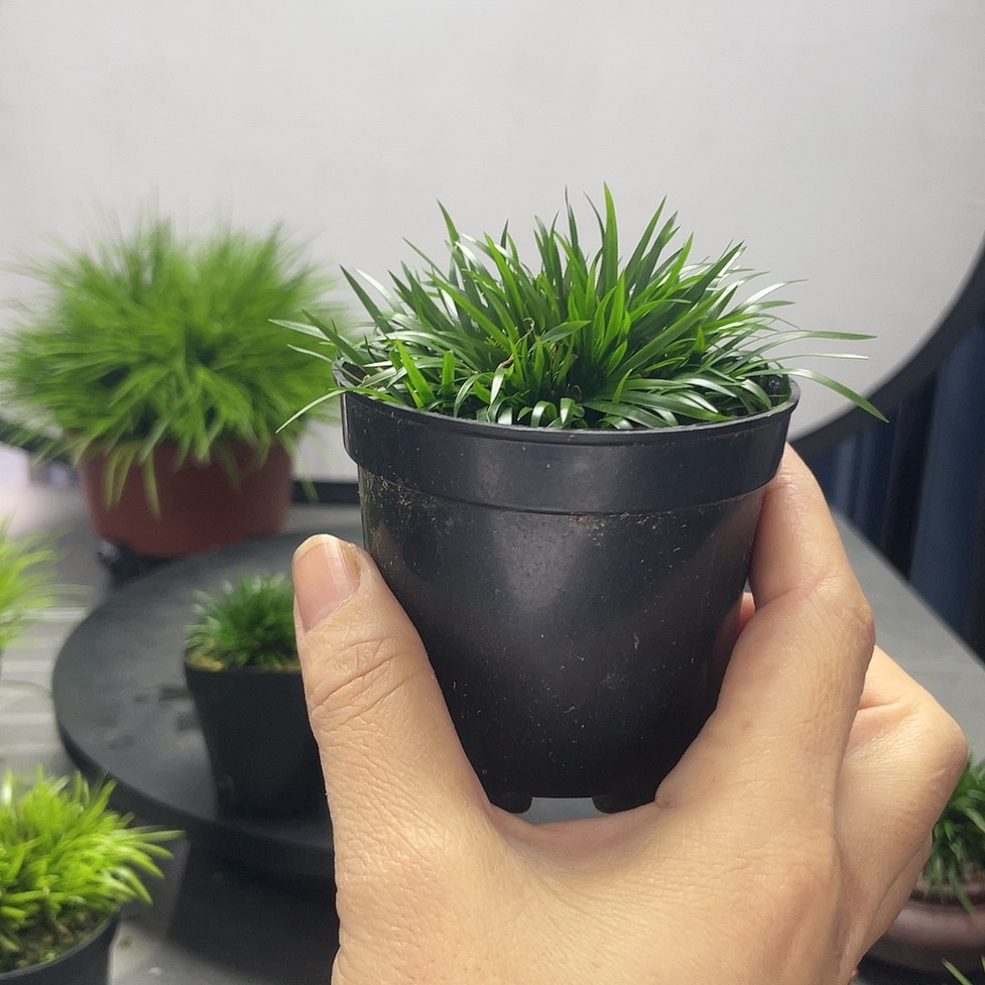 W***山无花朵菖蒲金钱8盆口