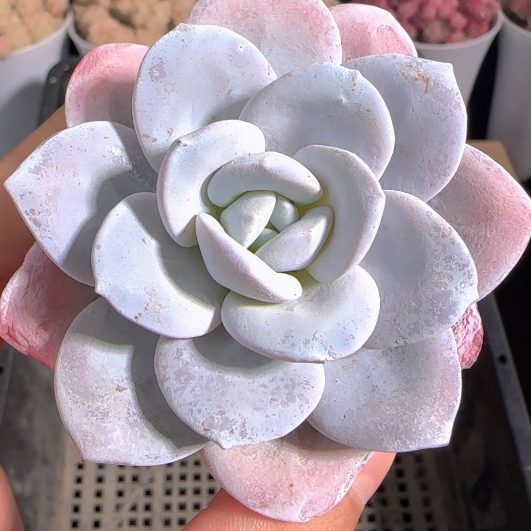 多肉1229-211雪莲雪莲