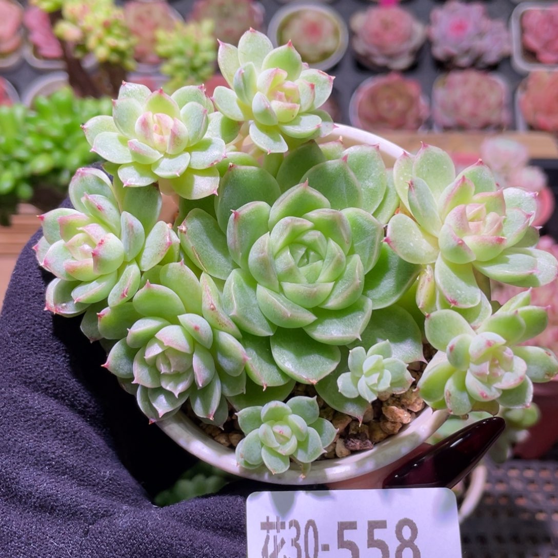 花利美30-558麦秆