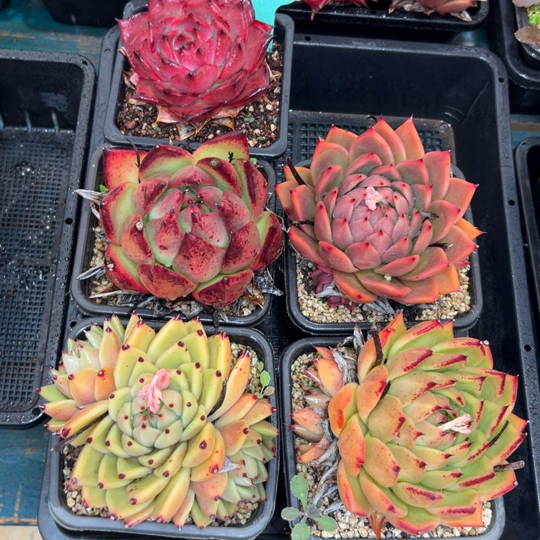 多肉一物一拍0127-80