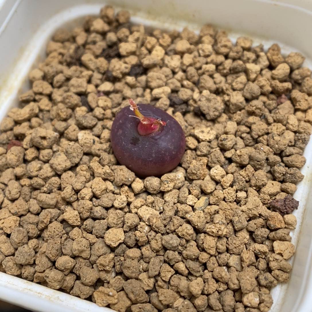 多肉植物肉锥杂交K- 吕杂 黑洞 精选