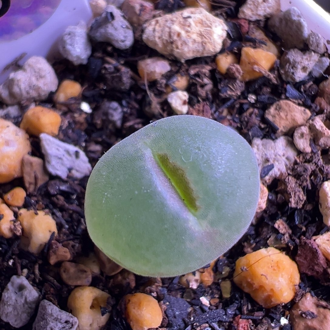 84粉红女郎纽扣母本一物一拍