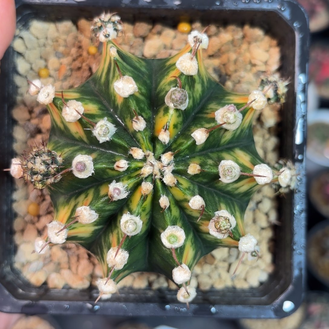 泰系实生肋骨锦仙人球10