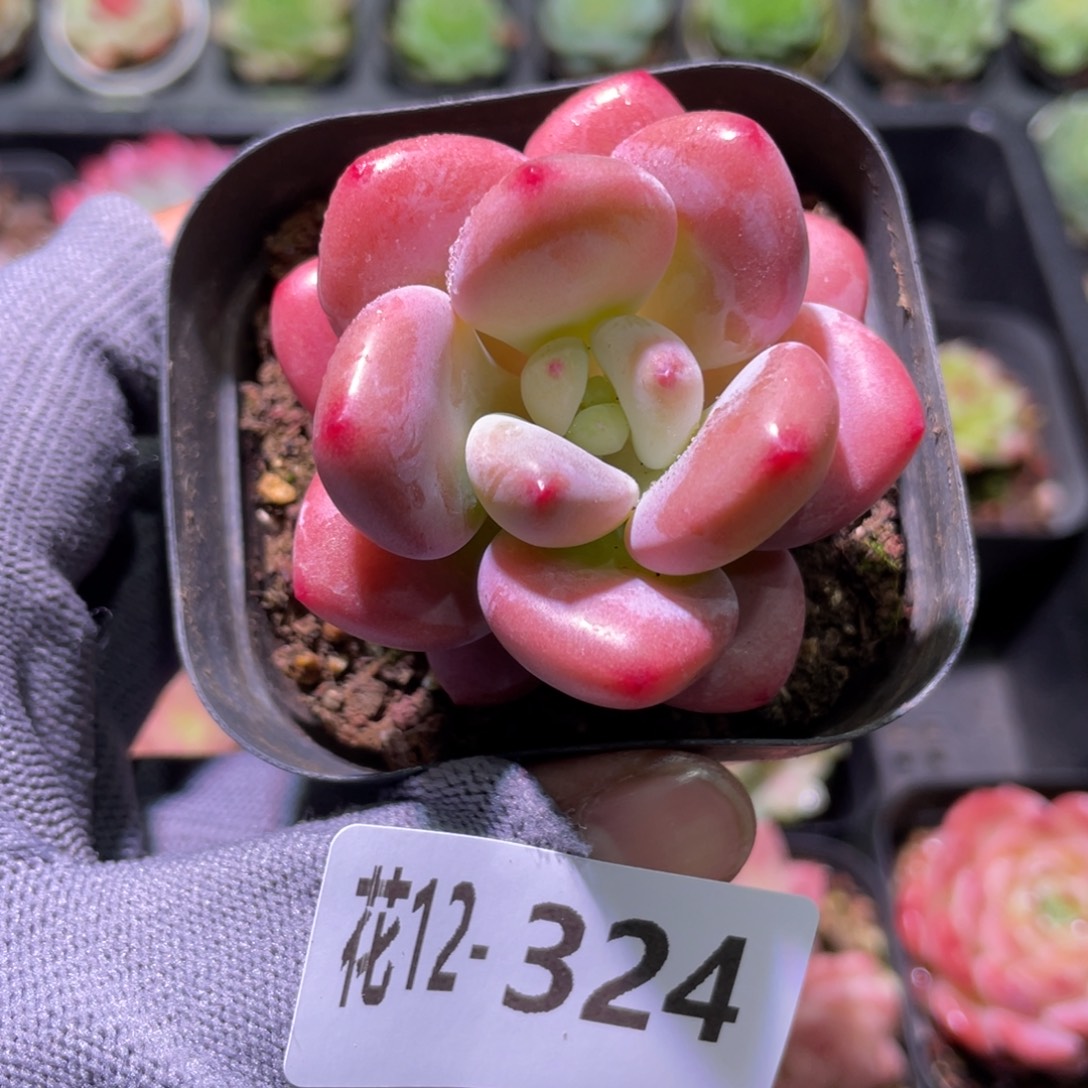 花利美12-324洛神
