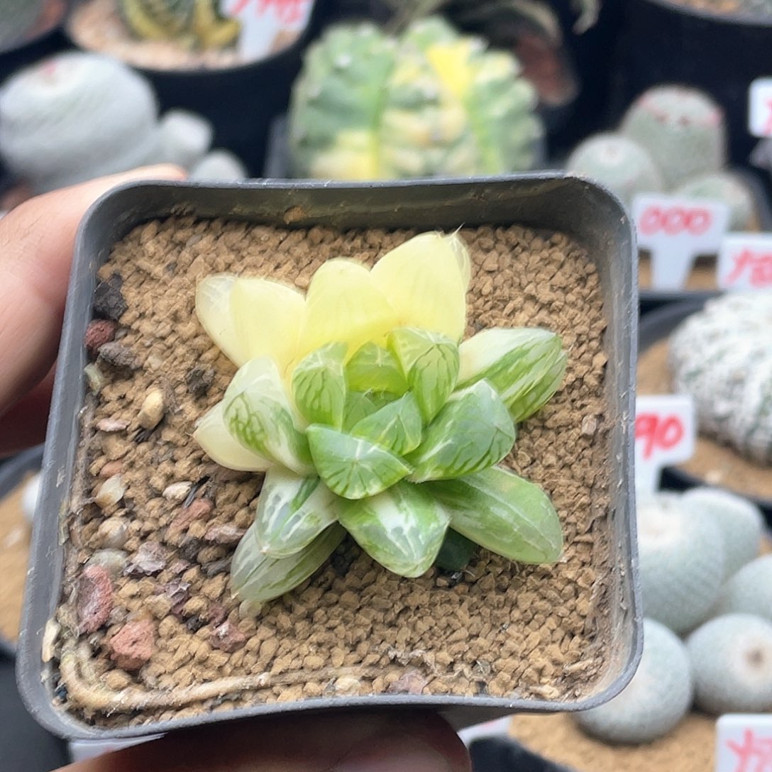 实生火花玉露锦 致远多肉