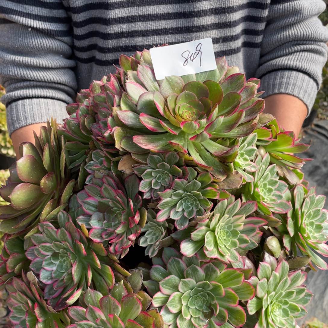 老五多肉849111111